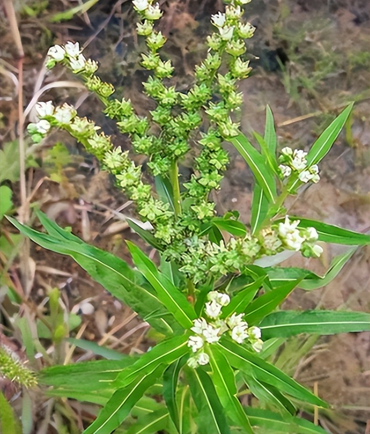 赶黄草也有地方称为扯根菜,它是一种被当作野菜食用的蔬菜,在植株幼嫩