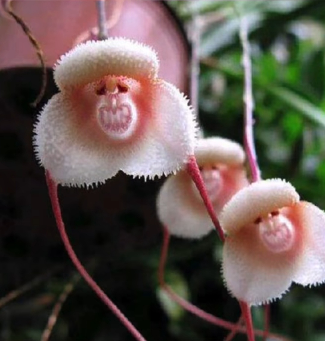 长出猴脸的的植物——猴面小龙兰