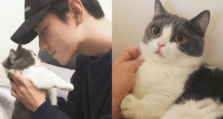 肖战相当爱猫,家中的猫咪品种是蓝白曼基康,取名为坚果;提到爱