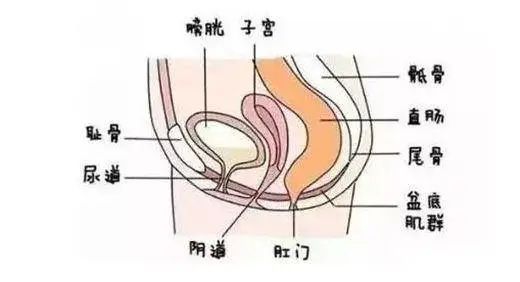 女性尿道在什么地方?图片
