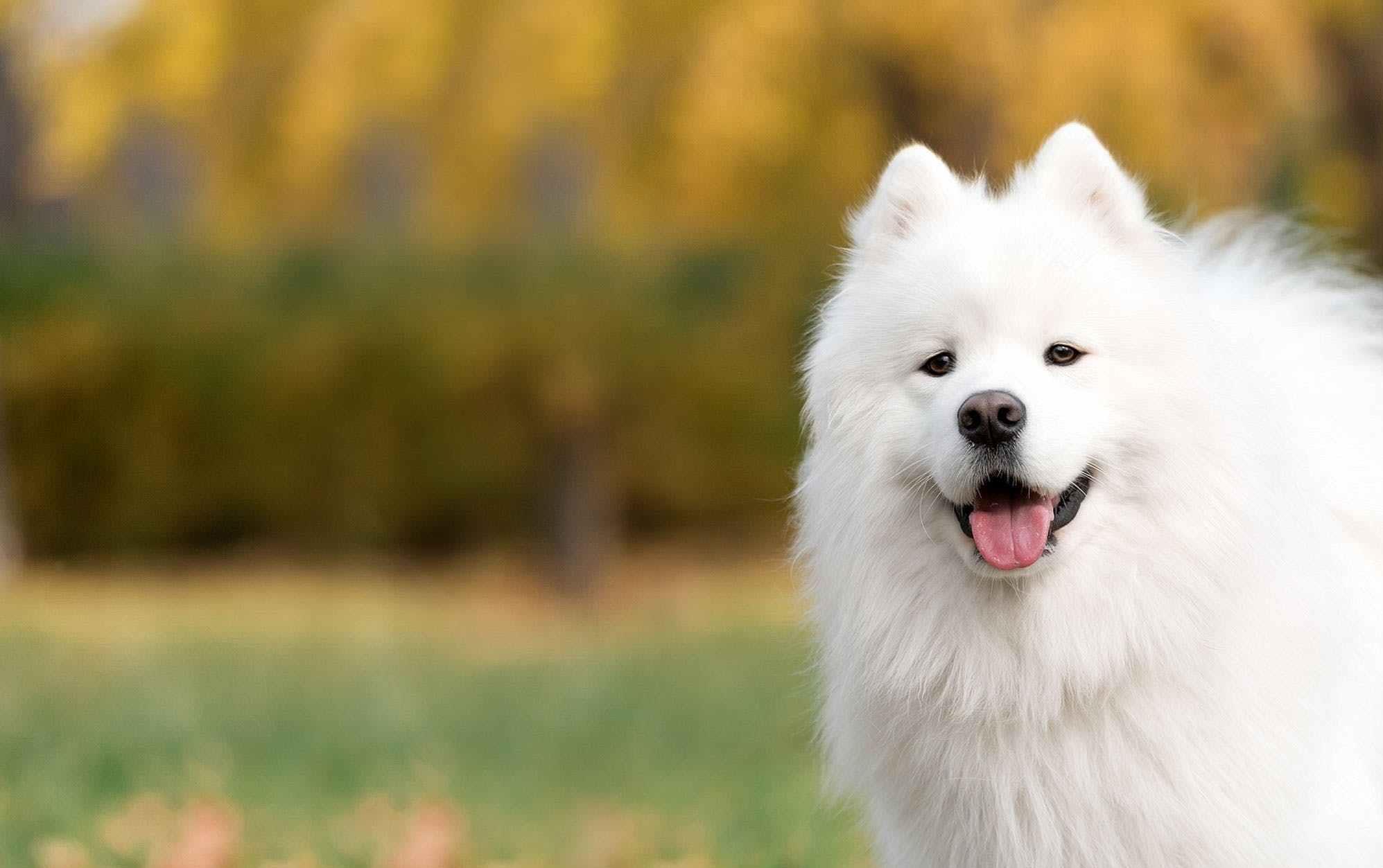 狗界"颜值高且好养"的8种狗,让人眼前一亮,有没有你家的?