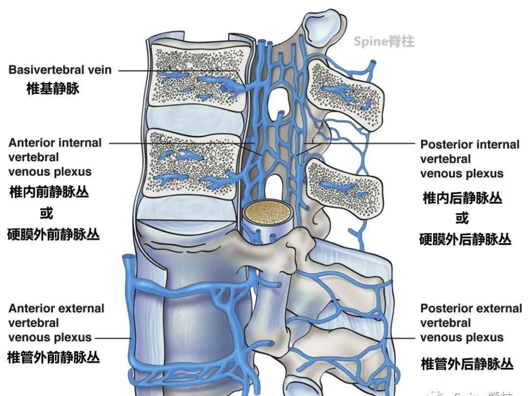 翼静脉丛交通图片