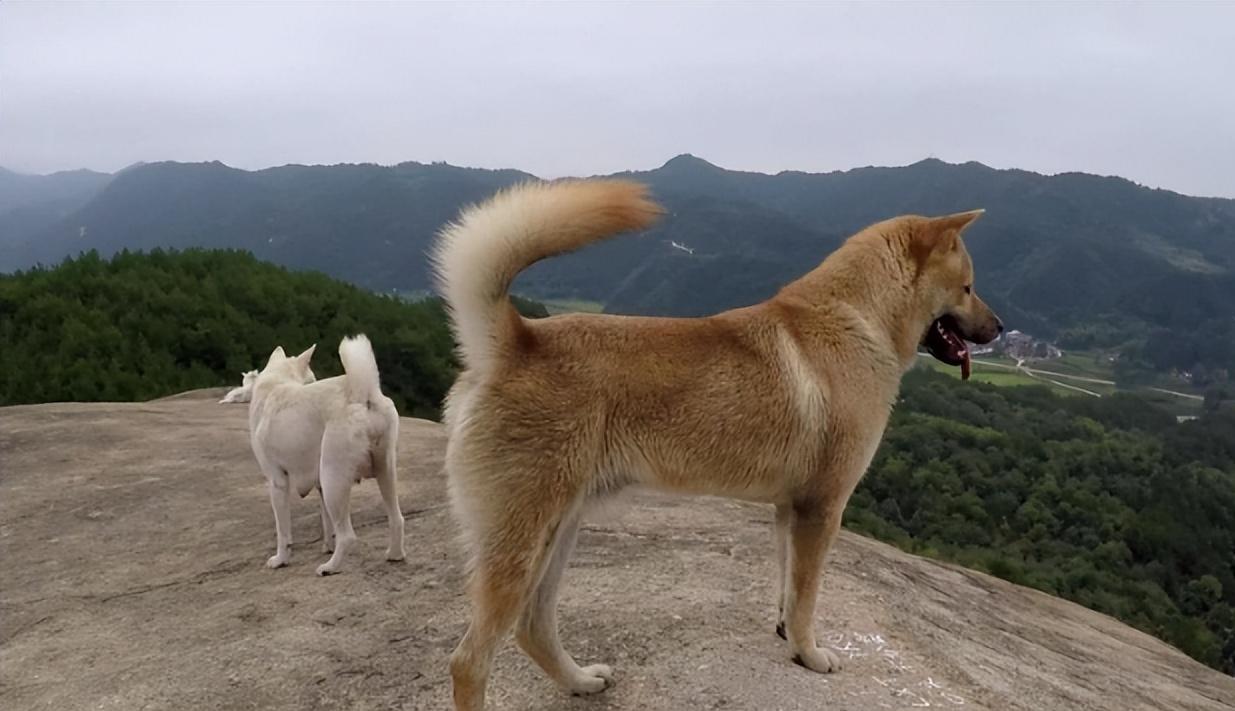 集市上,狗叫声响起,一条大黄狗突然狂吠着冲向了一