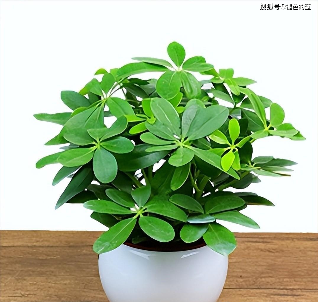 生肖花第一部-生肖花鼠牛虎兔