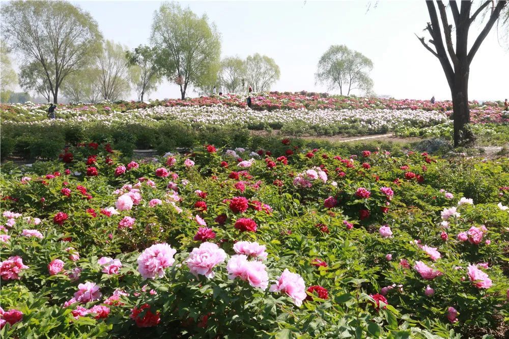 濟寧太白湖牡丹園 賞花正當時_湖景區_牡丹花_路南