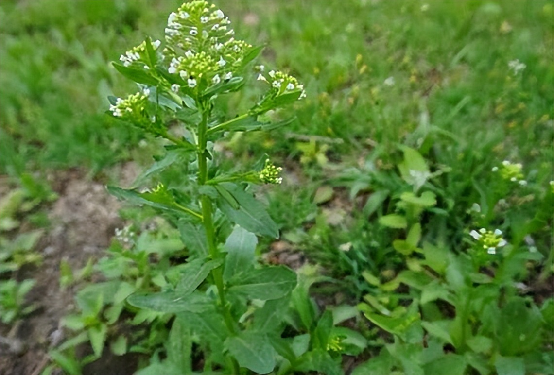 农村麦田里的野草,人称"遏蓝菜",长相平平,如今价值15元一斤_植株