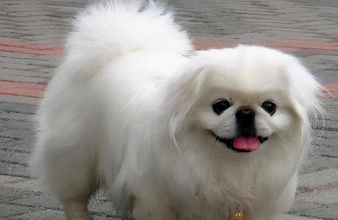 喜欢跟你玩如果京巴犬很爱你,它不仅喜欢粘着你,还