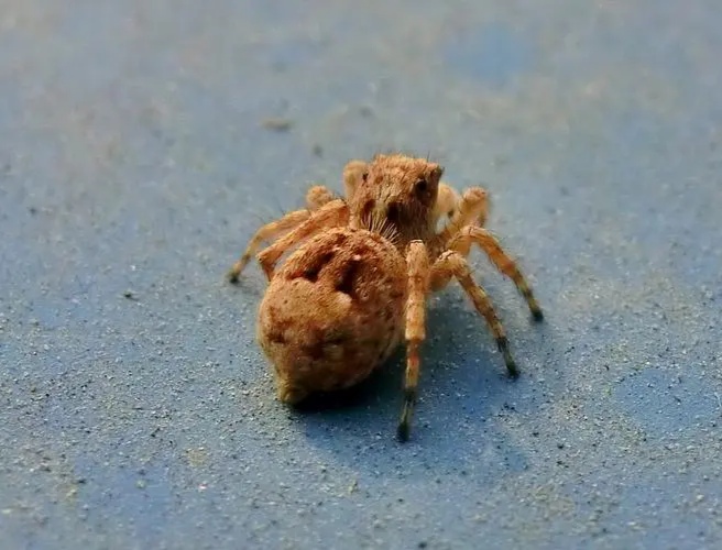 个头小还长八只眼的动物——跳蛛