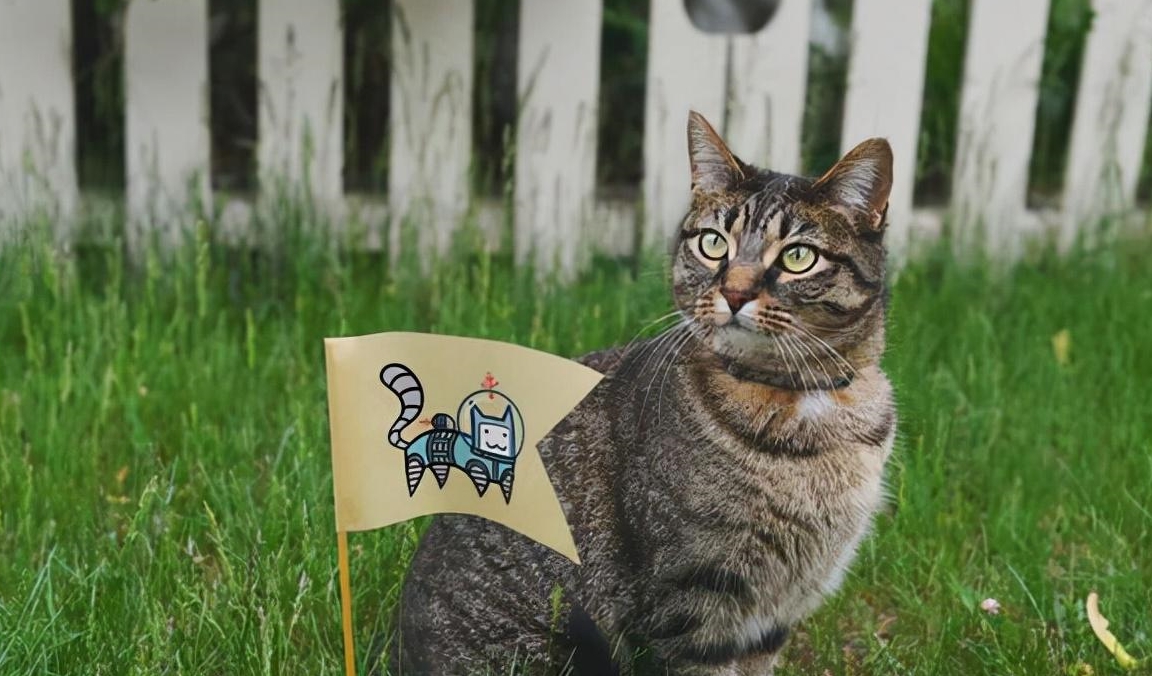 这5种猫,是猫界的智商"扛把子",有你家的吗?_top_暹罗_花猫