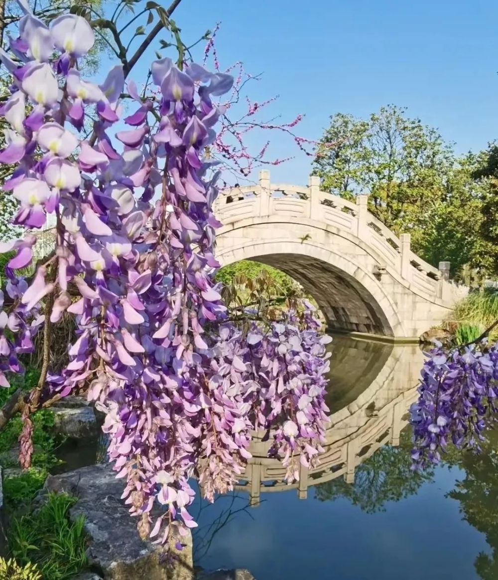 上海紫藤公园预约图片