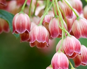 此花象征着等待真爱的到来,观赏价值极高,能够给人带来好运_种植_繁殖