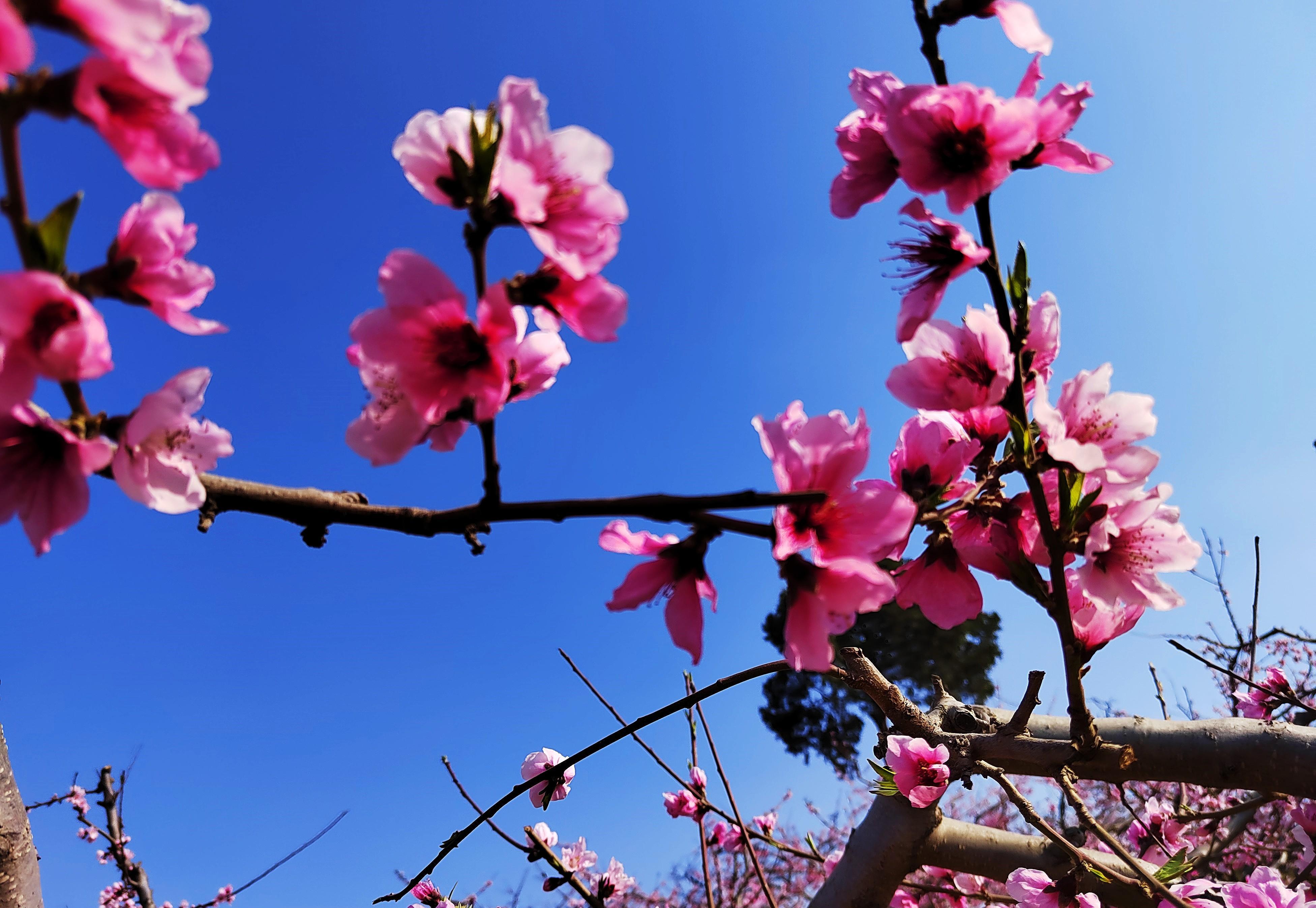 远赴人间桃花宴,迷醉山水花石涧 第十二届中国·安丘辉渠桃花节_视频
