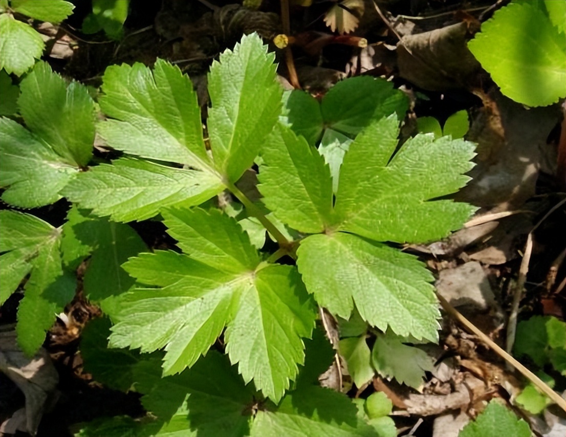 农村被称为"明日草",长在田里没人认识,殊不知其功效显著_野草_农作物