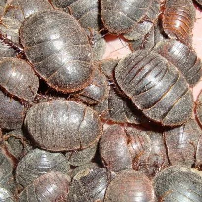 梅吕县蝎子池（四川茗阳林业土元养殖业两个控制技术关键点）教给了吗，