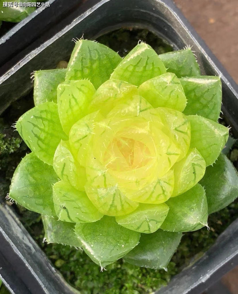 药锦玉露,不要再买了,你把主播当家人,主播把你当韭菜!