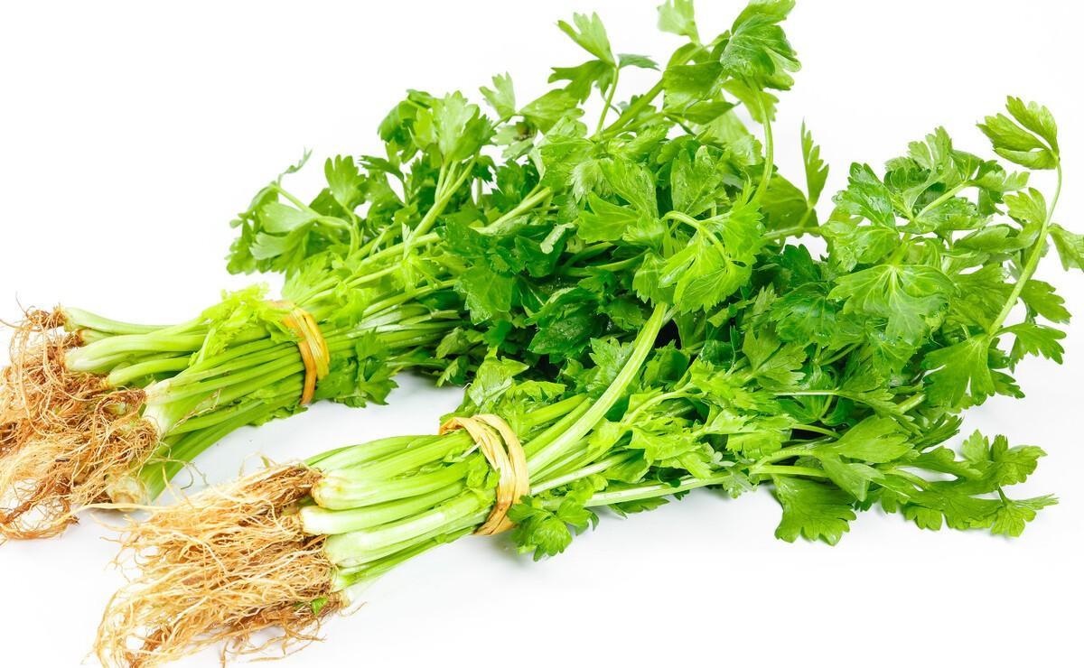 吃芹菜叶对健康有啥影响?_根茎_研究_气质