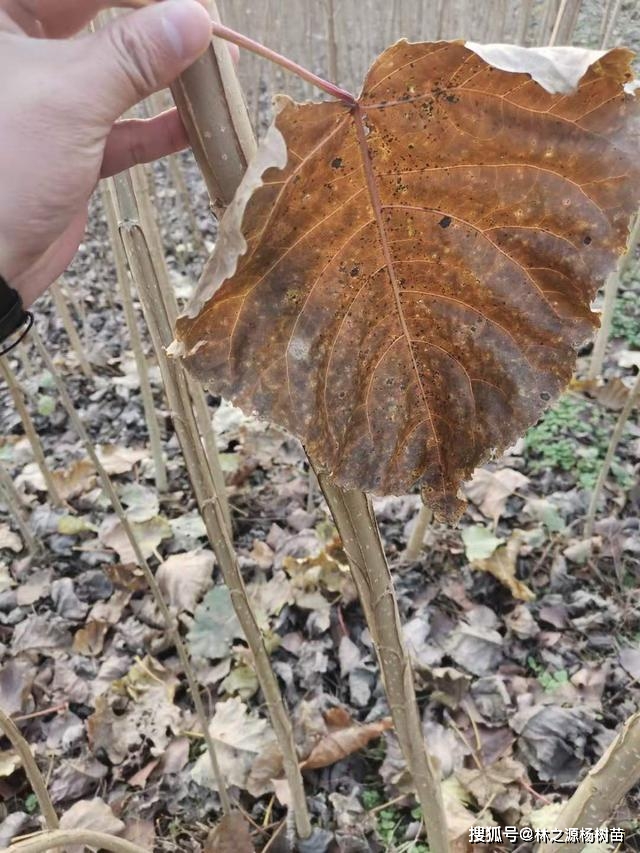 吉德杨 吉德杨1号 是目前杨树品种中长势最快的?_采伐_新芽_养分