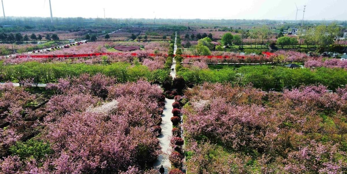 揚州甘泉櫻花園,它是全國最大櫻花基地,花開時節的這裡美極了_大道