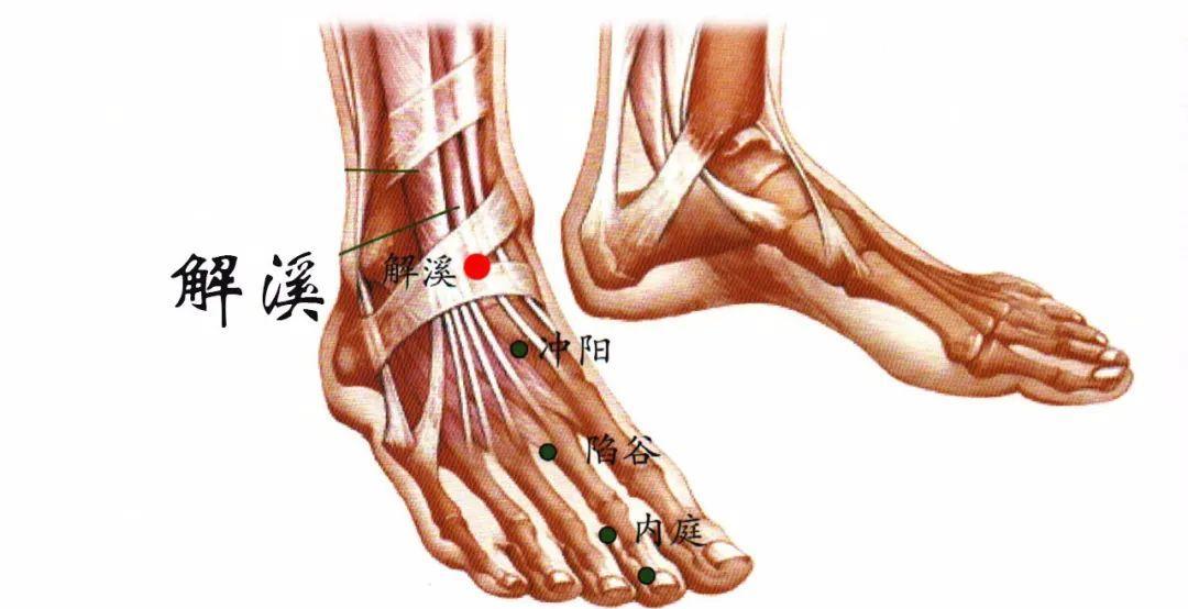 「穴位」在足踝外侧的四个穴位