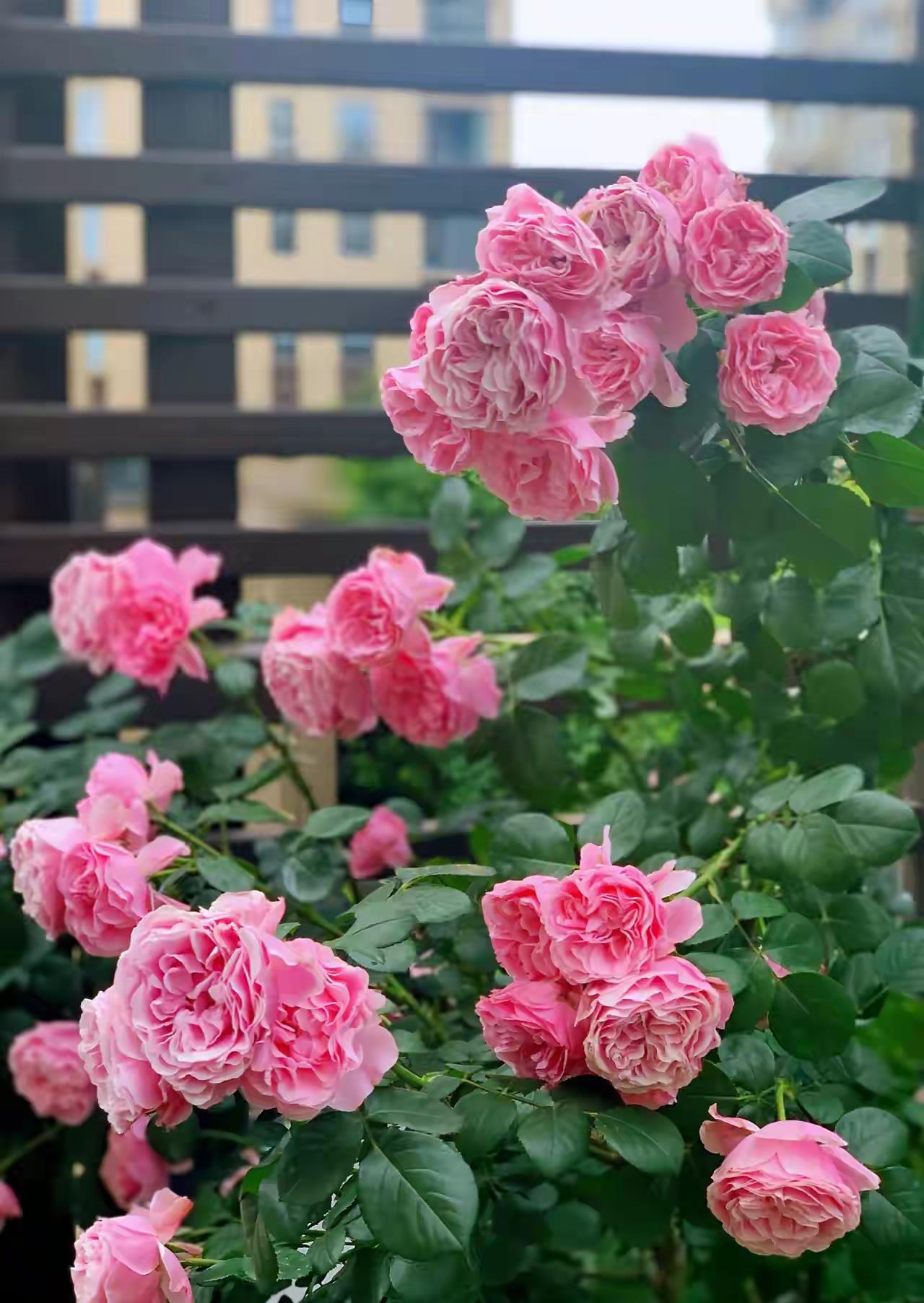 枝条_芭蕾_自然