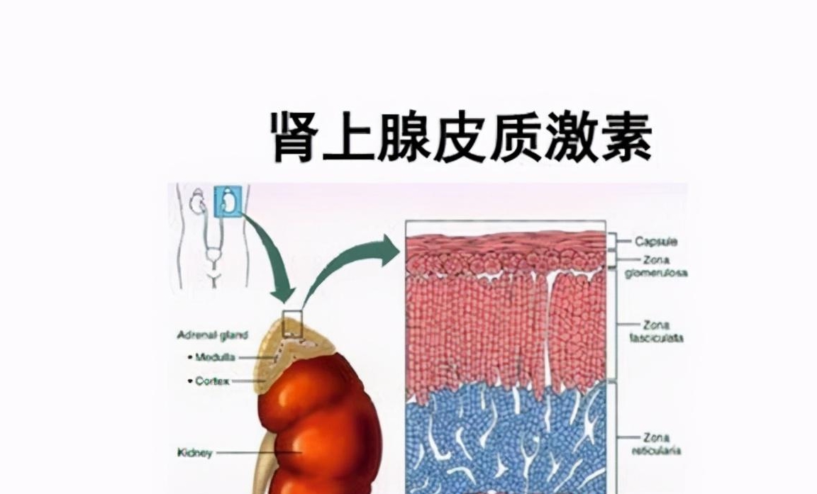 原创            甘油三酯高了就要吃药？医生：错了，达到一定的数值才要吃降脂药