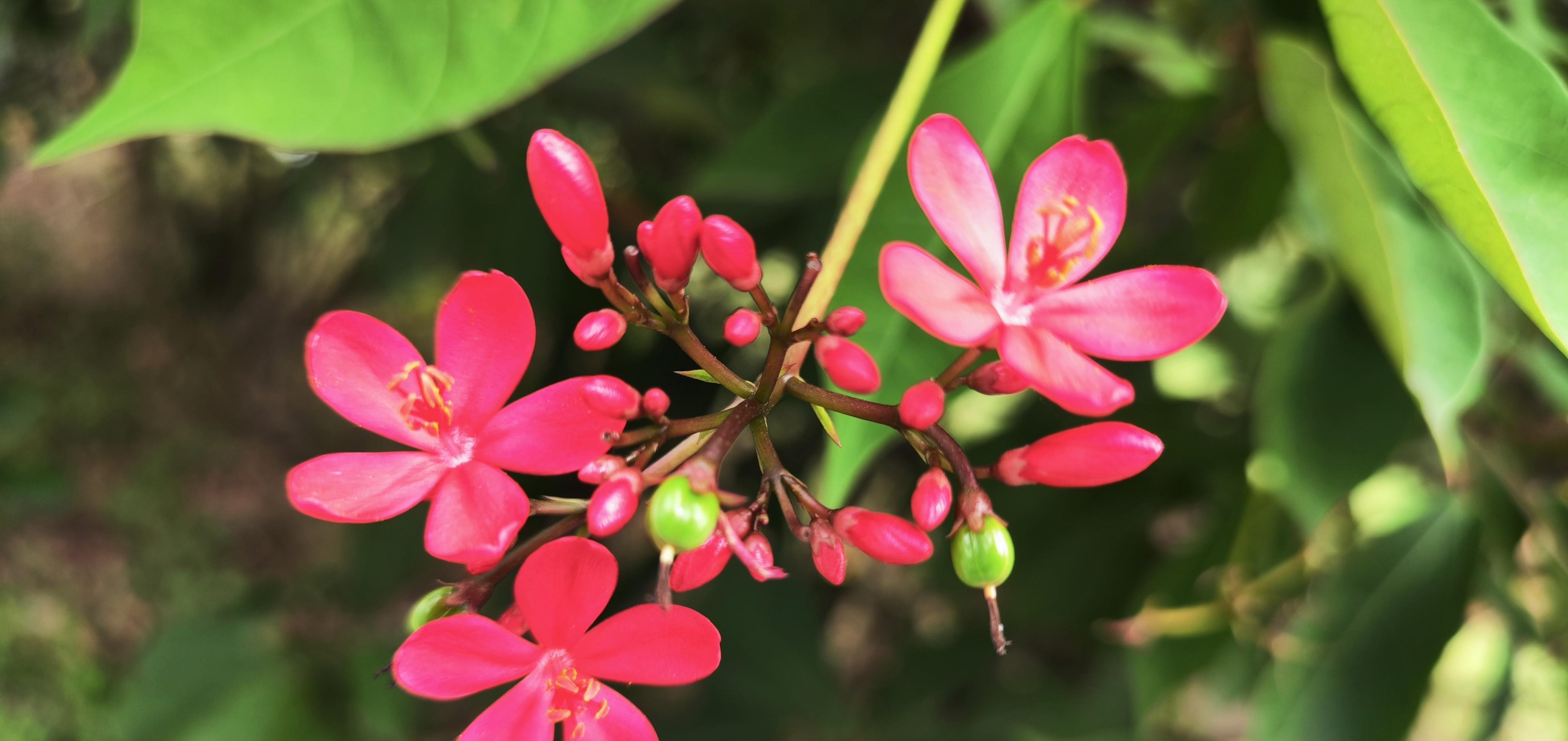 琴叶珊瑚:四季花开不断,热烈如火,乳汁有毒_雌花_雄花_时尚