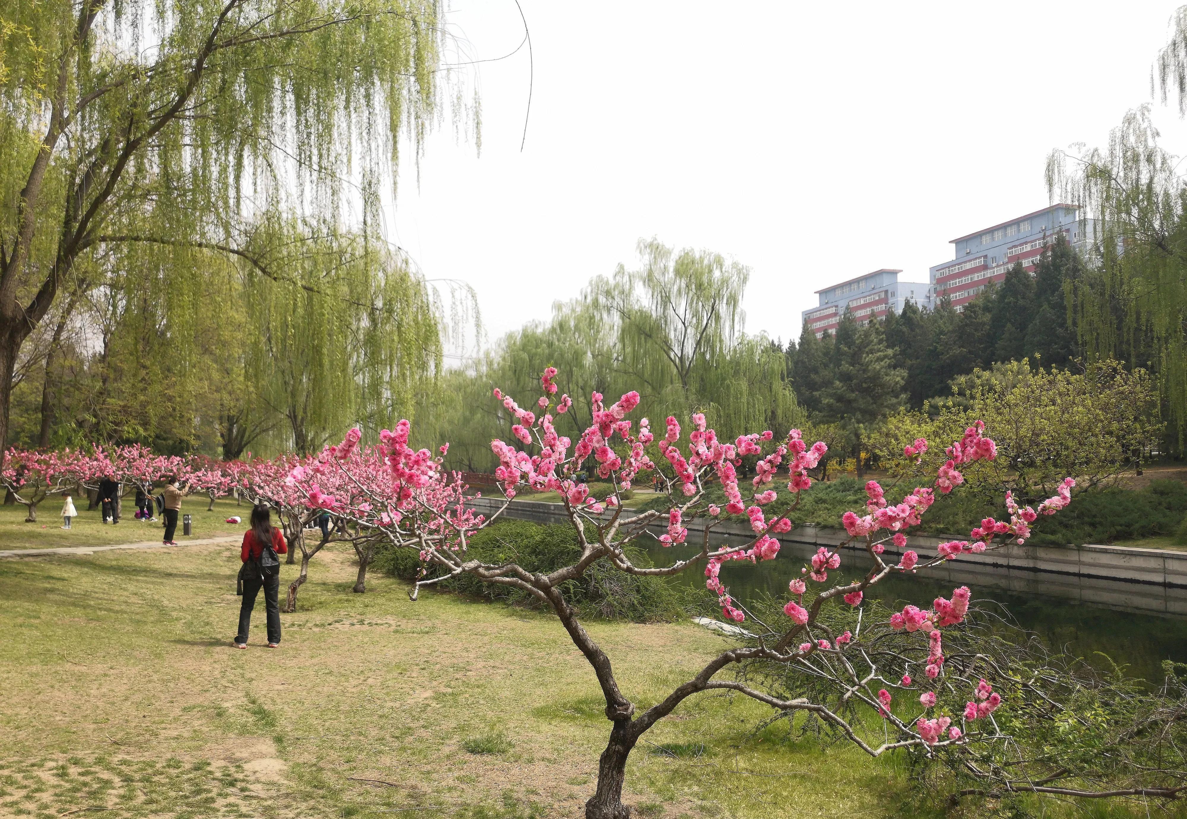 北土城海棠花溪图片