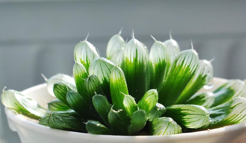 10,生肖鸡旺财植物:玉露属鸡的朋友也很富有,也就是说,他们不知道如何