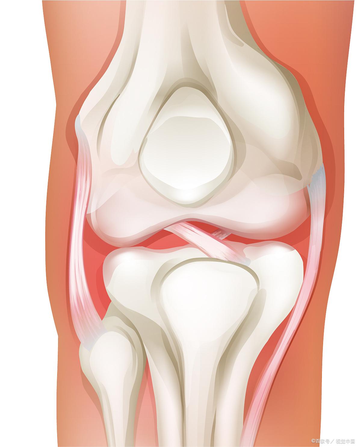 膝半月板位置图片图片