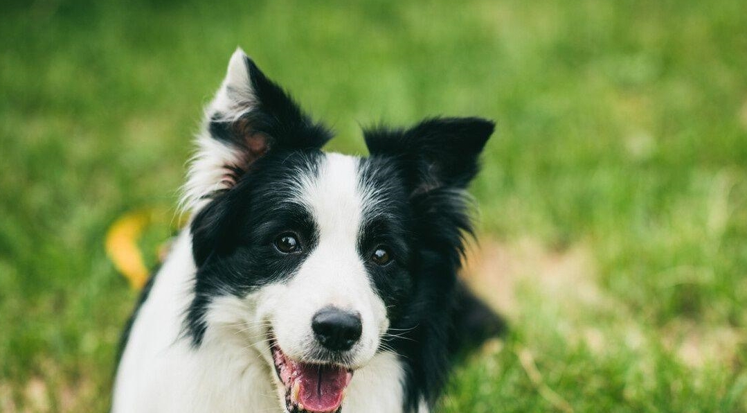 邊牧為啥無法訓練成警犬?_性格_任務_時候