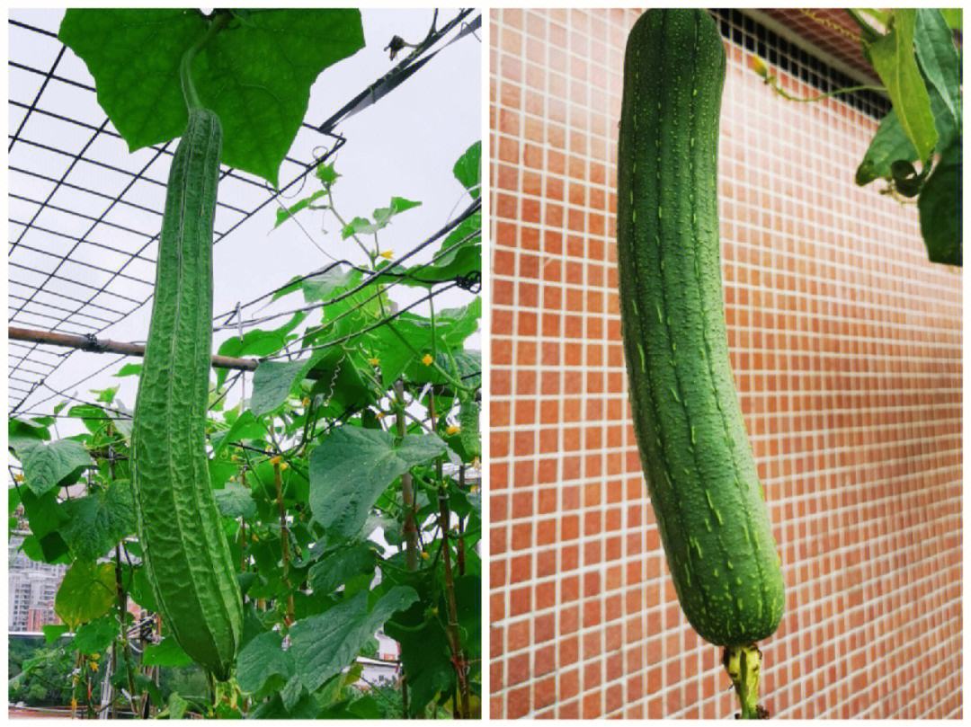 丝瓜种植最佳时间是几月？种植丝瓜切记：4要3忌，丝瓜一茬接一茬