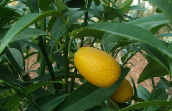 花木类羊奶桔的盆栽技术,以及繁殖靠接的方法_小枝_具棱_叶脉