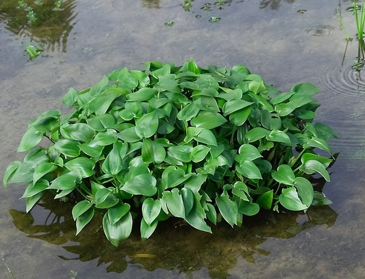 农村田里常见野草,过去农民看见就拔掉,泡水喝可润喉,价值珍贵_小时候