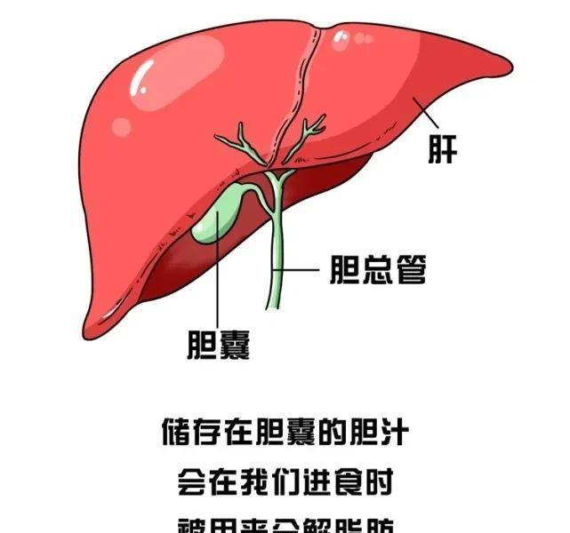 胆囊炎3个压痛点图片