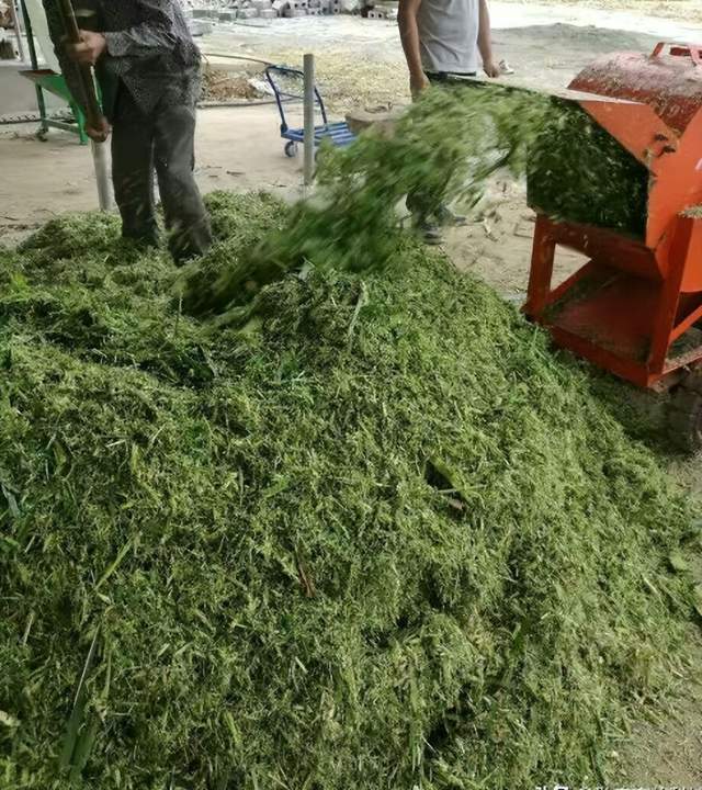 发酵剂发酵玉米秆喂猪是一种经济,环保,健康的养殖方式_饲料_成本