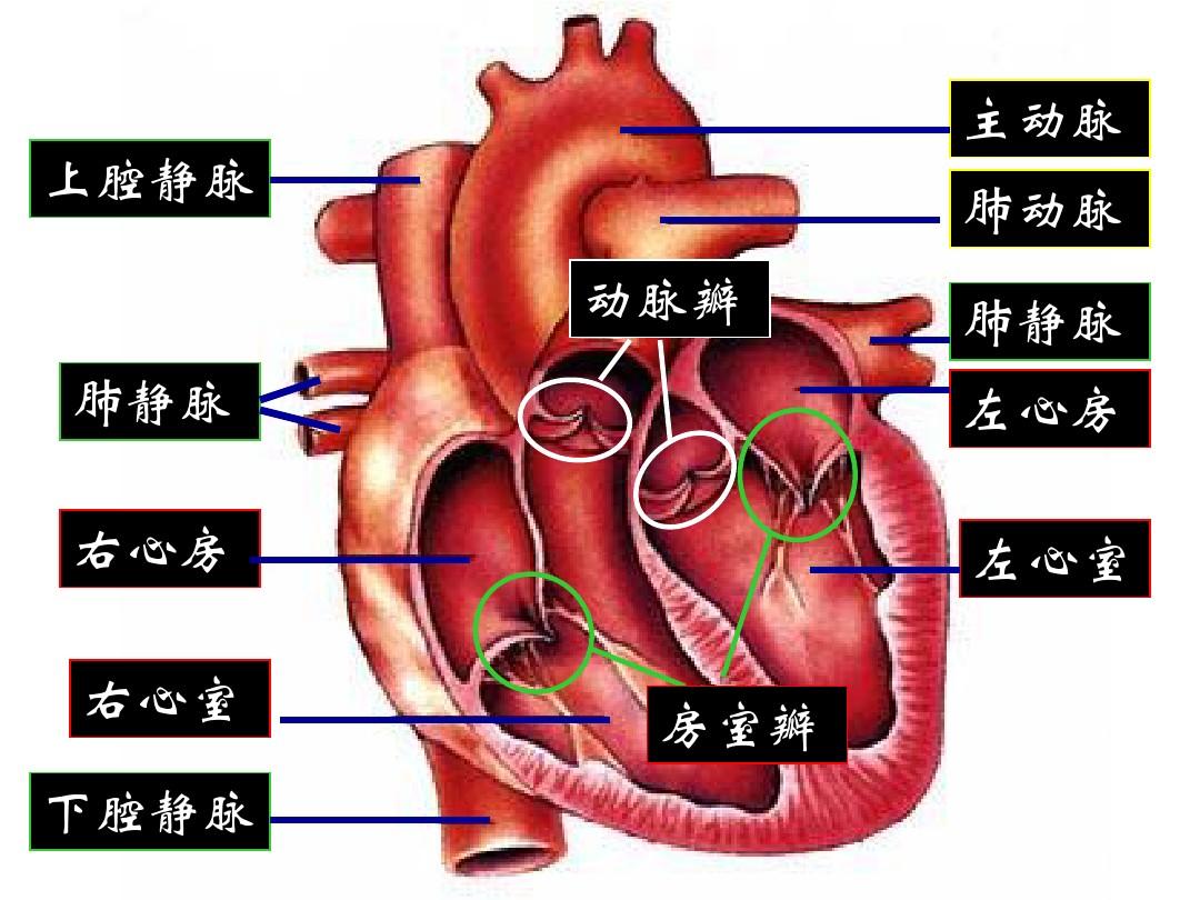 心室心房位置简图图片