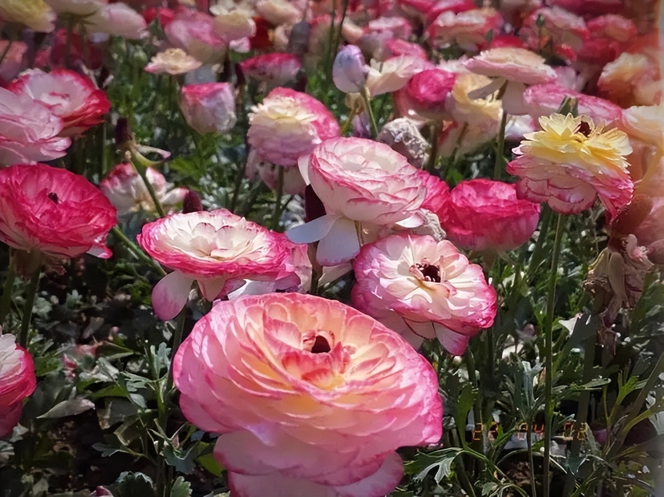 牡丹花水（牡丹花水彩画教程） 第1张