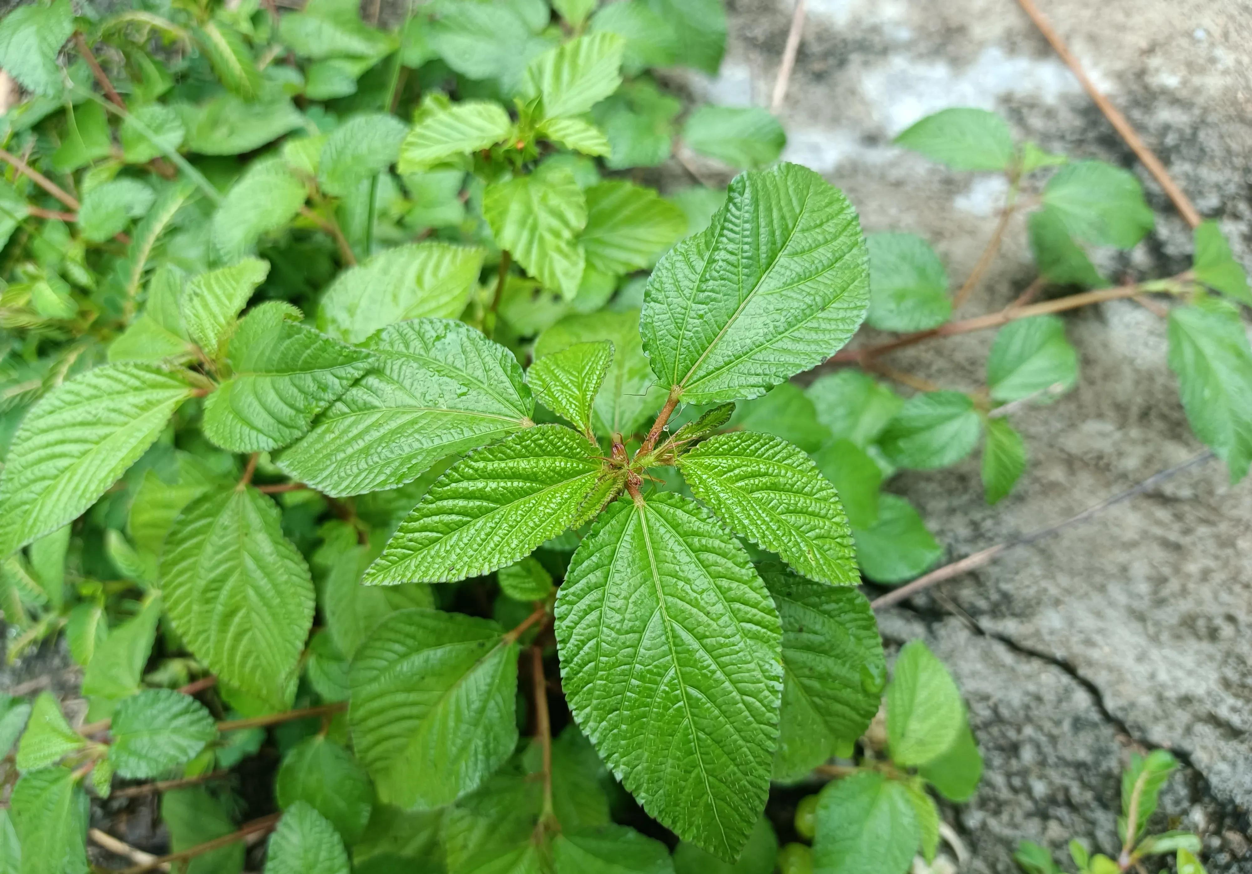 长得像苋菜,铁含量高于菠菜,民间有天然造血菜之称,别错过