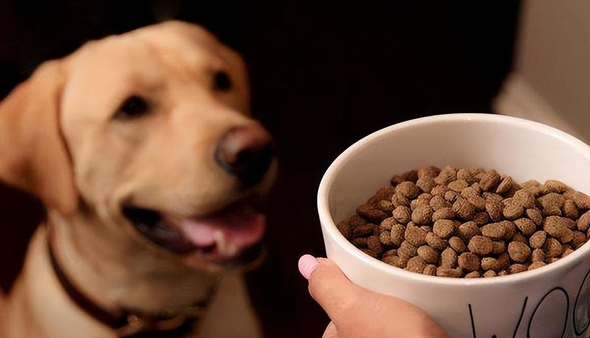 狗狗便秘拉不出來怎麼辦?_腸胃_運動_問題