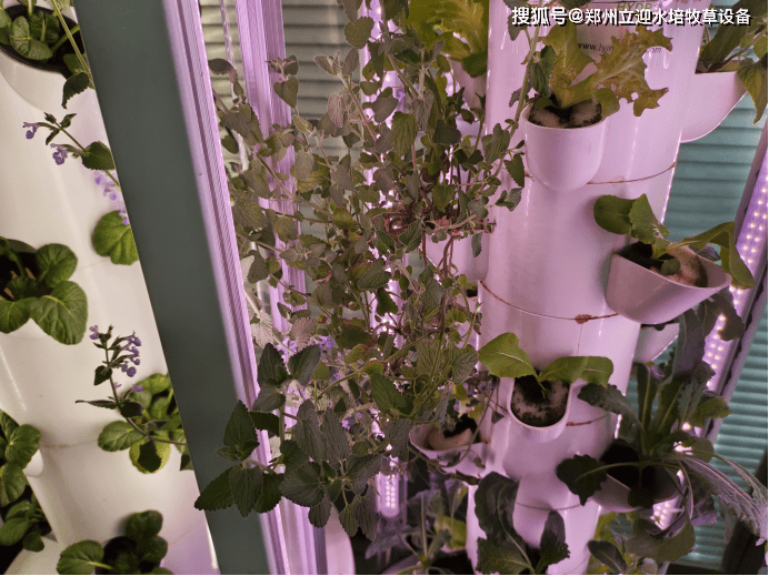 在室内如何种植水培蔬菜？一些值得用的水培设备！(室内水培蔬菜教程)