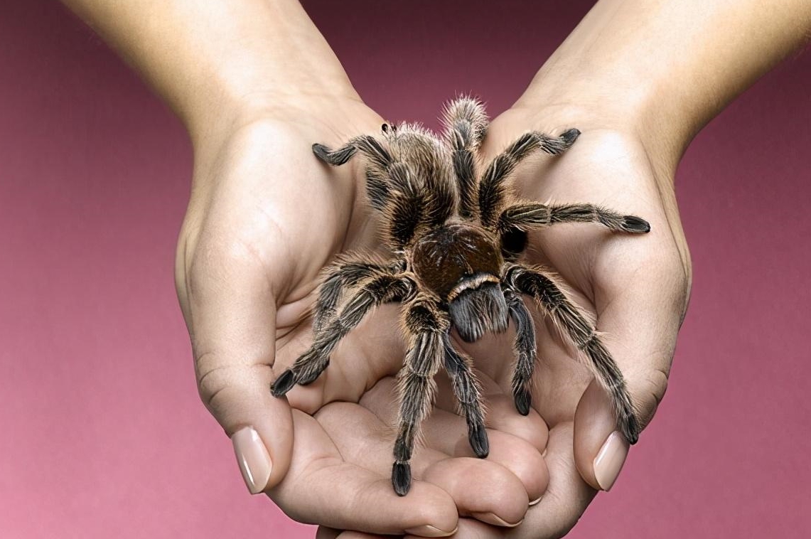 中风后,一种恢复性训练的好方法,从看到蜘蛛时人体反应受到启发_动作