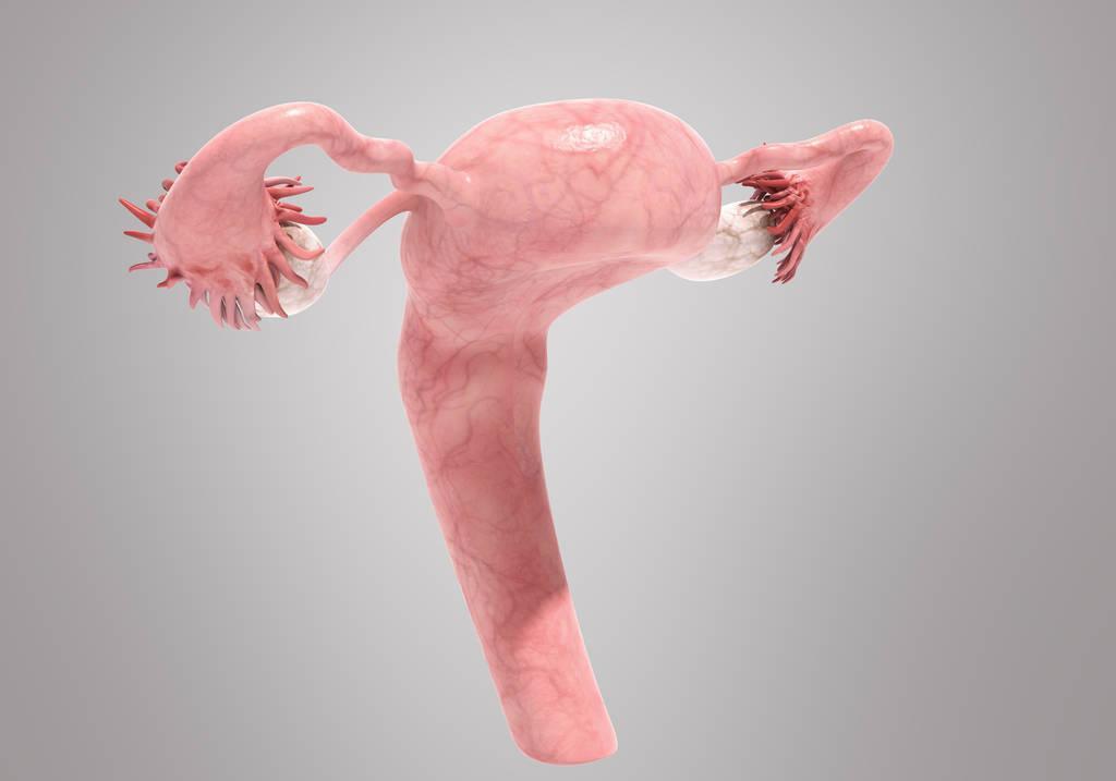 女性"小妹妹"的长度你知道是多少吗?它的结构是怎样的?