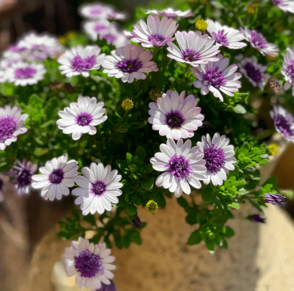 在秋冬季和早春的时候,是蓝目菊长冠幅的时候,此时应注意打顶摘心