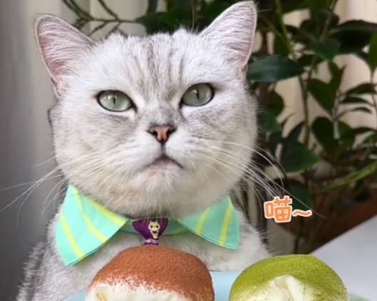 料理猫王:萌宠猫咪上得厅堂下得厨房,爆红网络吸粉千万_长安_网友
