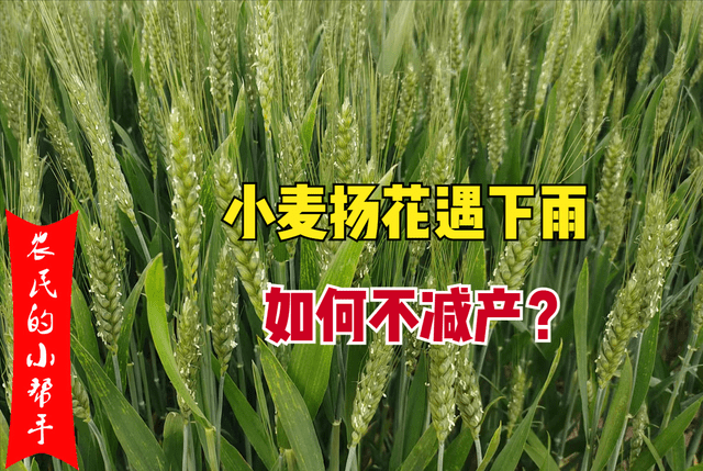 小麦扬花期遇上连阴雨,2种情况或将减产,4点措施保丰收