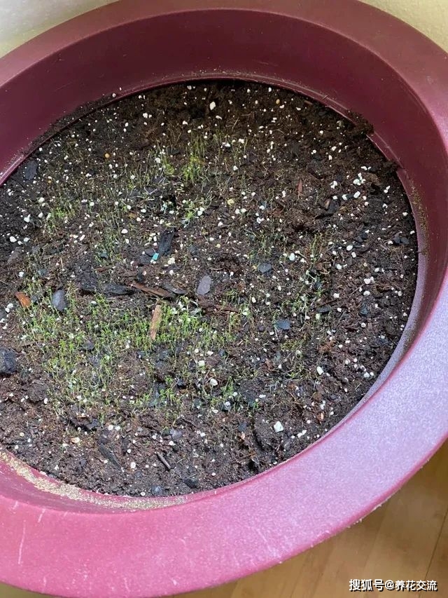 一簇簇软萌可爱的爱尔兰珍珠草,很容易养好的网红植物_土壤_叶子_温度