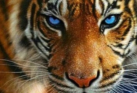 心理测试:三个老虎眼睛,哪一个最凶猛?测谁在觊觎你的成就_小人_同事_