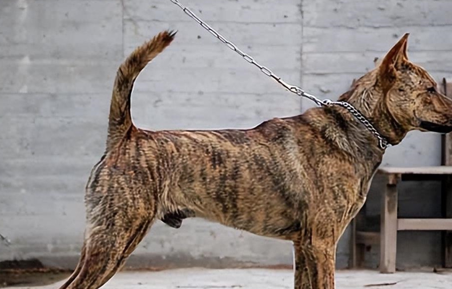 狩猎能力再强,也躲不过这6点_训练_猎犬_毛发