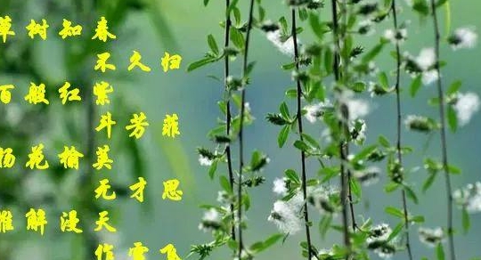 牡丹花水（牡丹花水彩画图片） 第9张