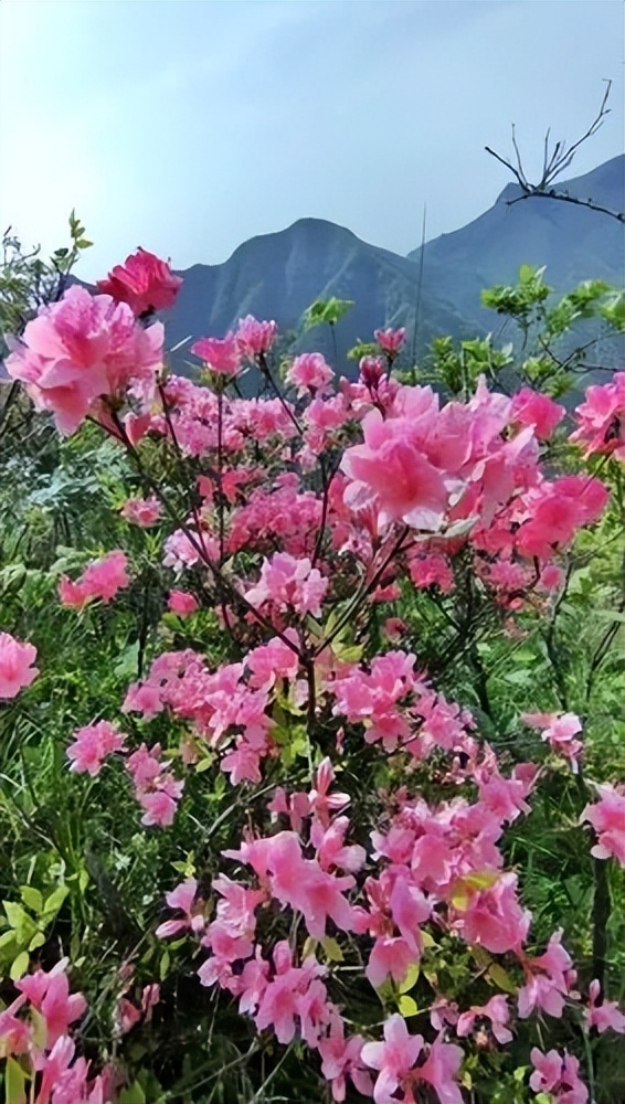 水翁花（水翁花的药用价值） 第1张